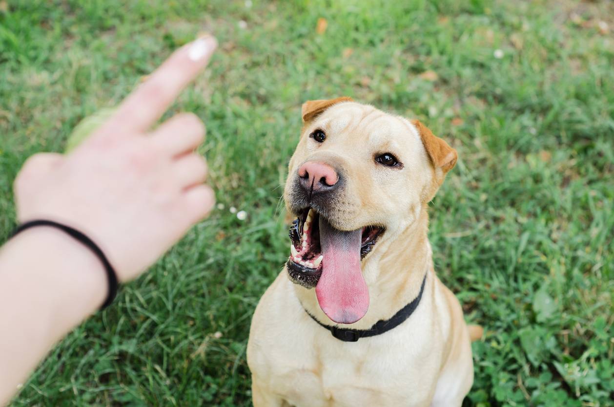 expliquer et corriger agressivité chiens