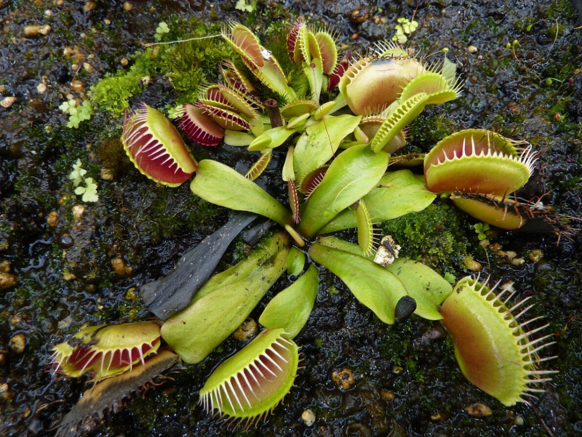 plante carnivore