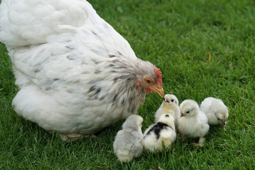 Poule et poussin