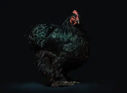 Poule d'ornement