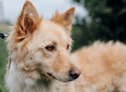 preparer logement animaux