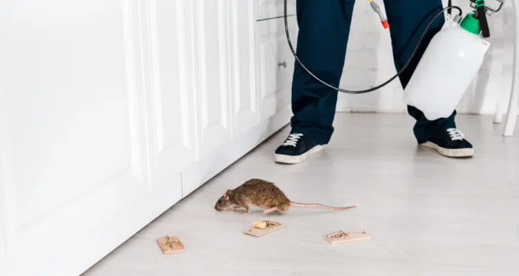 prévenir infestation rat