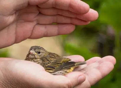 réagir face à un oiseau blessé