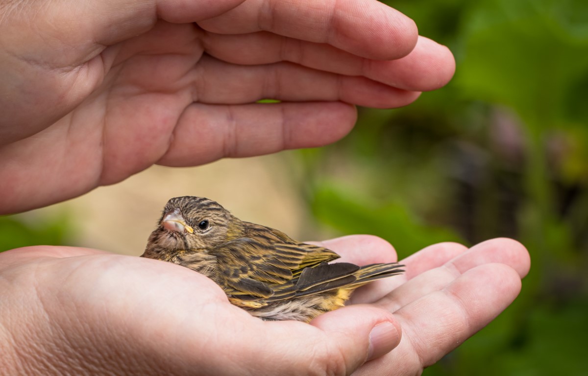 réagir face à un oiseau blessé