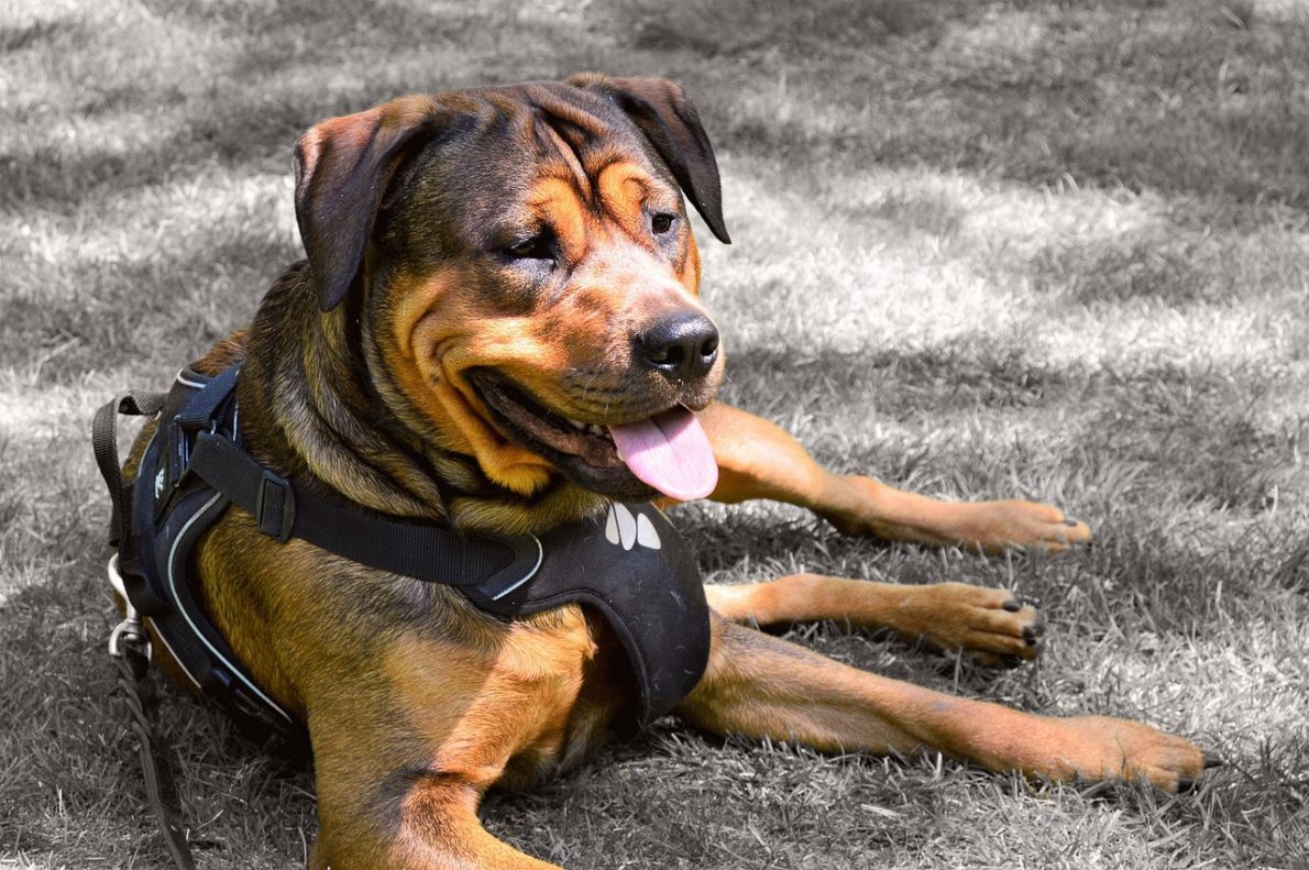 rottweiler harnais