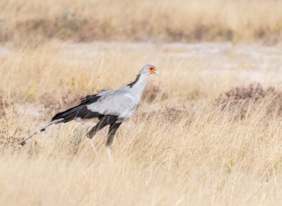 oiseaux en Namibie