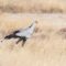 Les meilleurs spots pour observer les oiseaux en Namibie