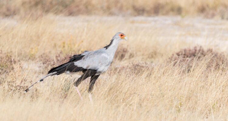 oiseaux en Namibie