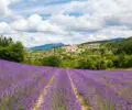 Séjour dans les Alpes du Sud en été : au cœur des champs de lavande