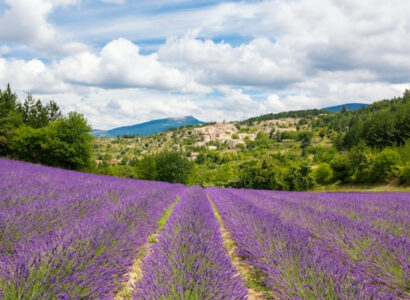 Séjour dans les Alpes du Sud en été : au cœur des champs de lavande