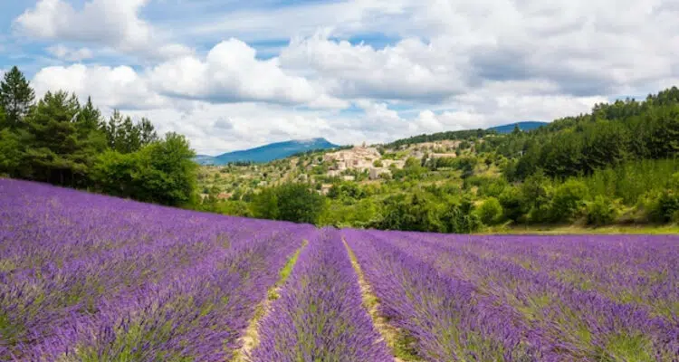 Séjour dans les Alpes du Sud en été : au cœur des champs de lavande