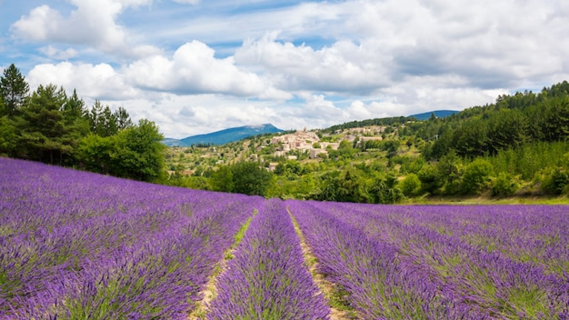 Séjour dans les Alpes du Sud en été : au cœur des champs de lavande