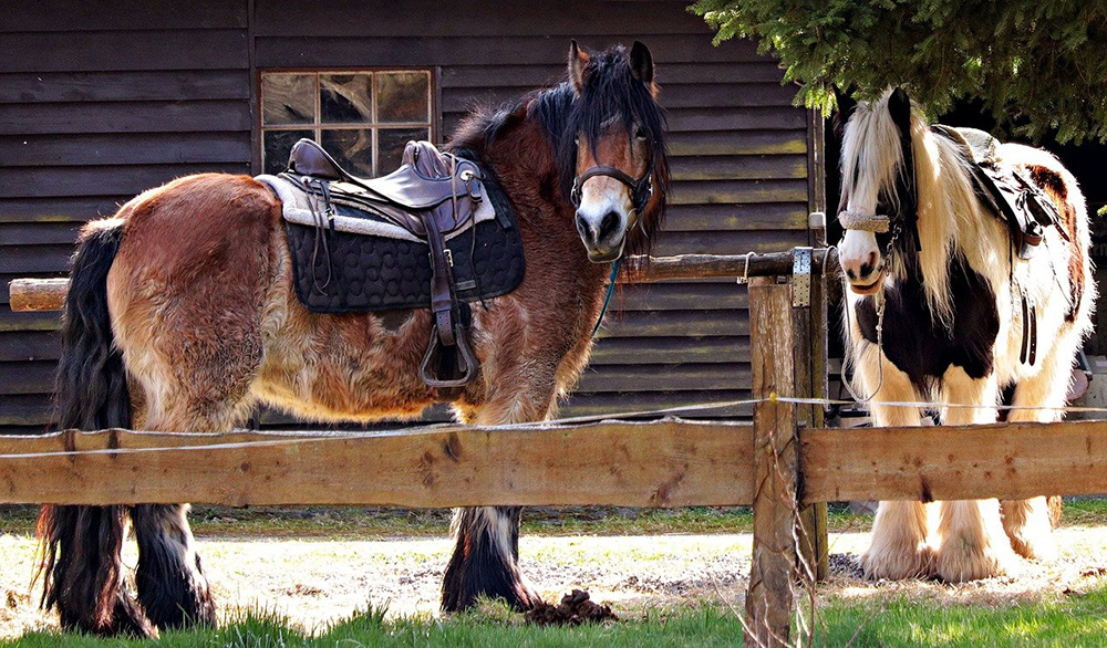 selle de cheval