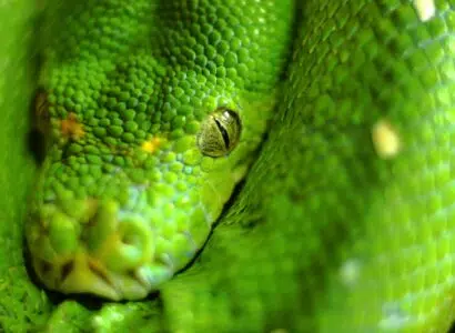 serpents venimeux les plus mortels en Amazonie