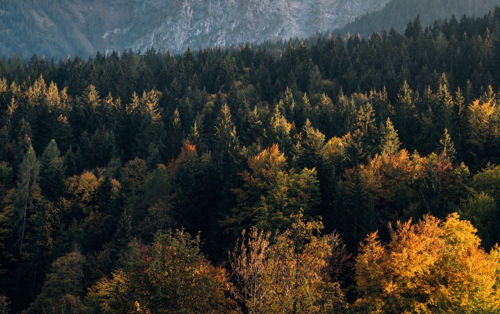 terrain boisé