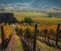 Sur la route des vins de la région d’Areni : une aventure au cœur du berceau de la viticulture