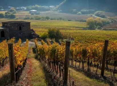 vins de la région d'Areni
