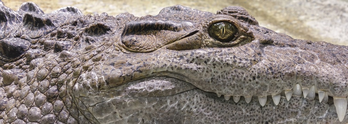 visiter un parc animalier