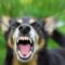Comment expliquer et corriger l’agressivité chez les chiens ?
